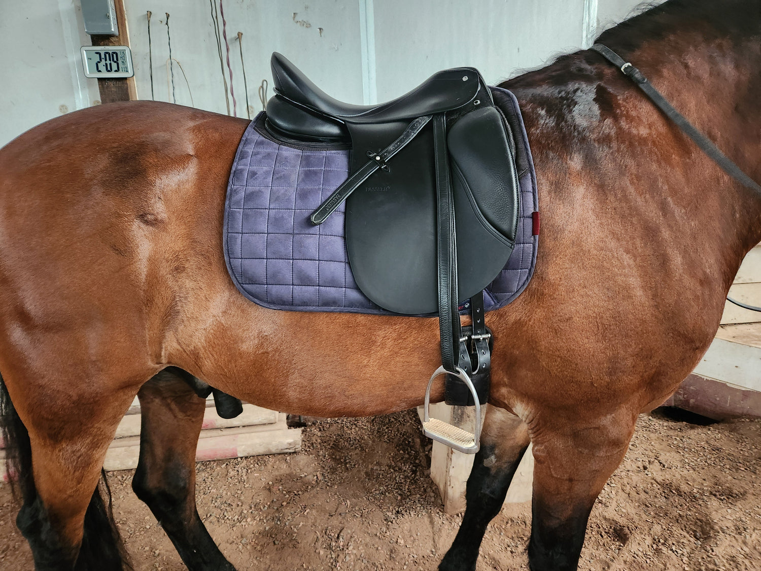 a brown horse with a dressage saddle and a gray saddle pad