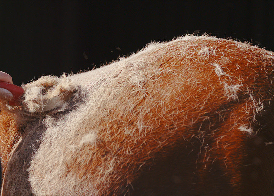 a horse shedding its winter coat