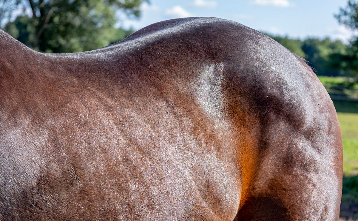shiny brown horse in a pasture with dapples that was groomed with the HorseHaus Gold Deluxe grooming set