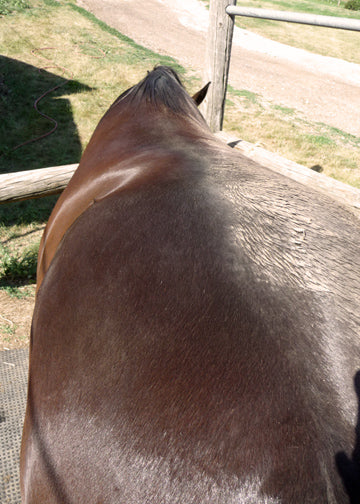 How To Groom Your Horse In A Hurry