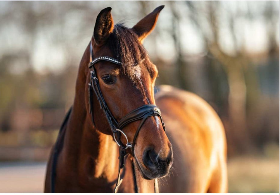 Herm Sprenger horse bits and accessories, including Sensogan mouthpieces and stainless steel curb chains