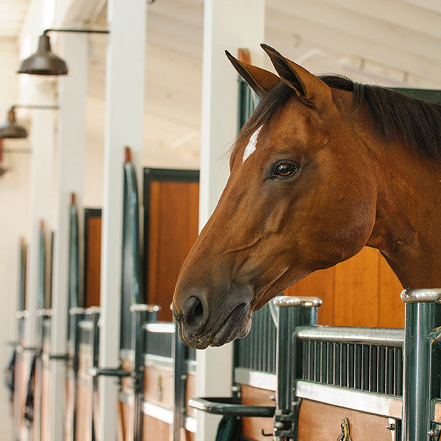 Barn & Tack Room