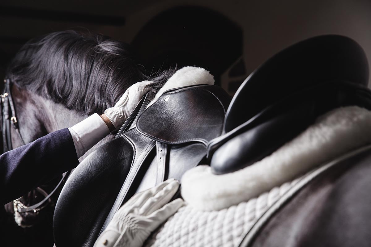 Horse Back Anatomy and Saddle Fit: What Your Horse’s Back Tells You ...