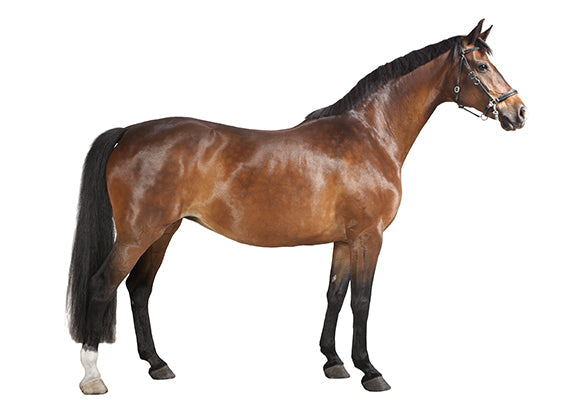 a shiny bay horse in front of a white background