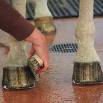 Caring for Your Horses' Hooves