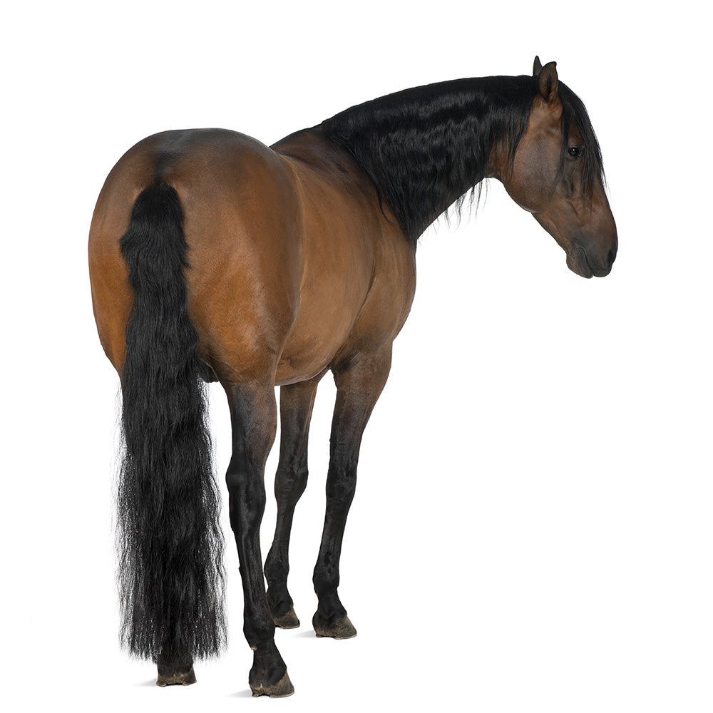 Are You Hurting or Helping Your Horse's Mane & Tail?