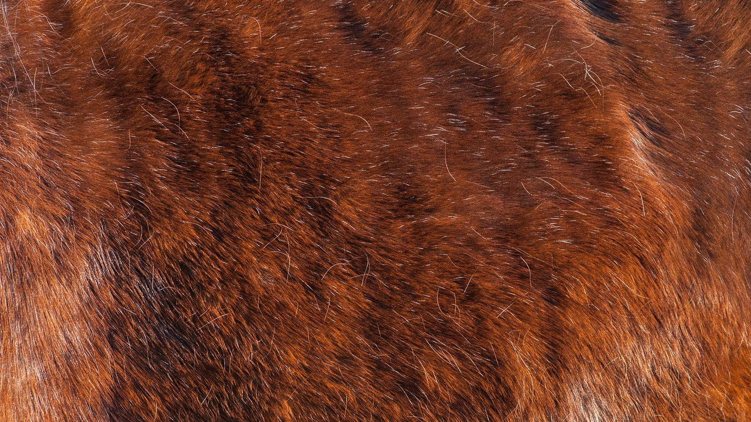 Help Your Horse During Shedding Time