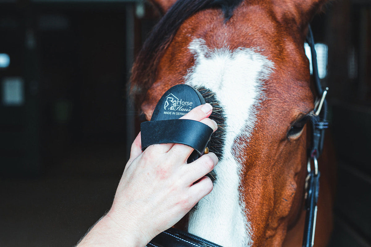 Soft HorseHaus brush used gently on a bay horse's face