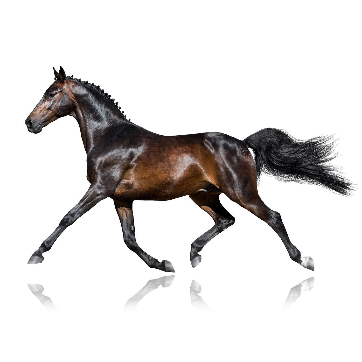 For Your Horse
