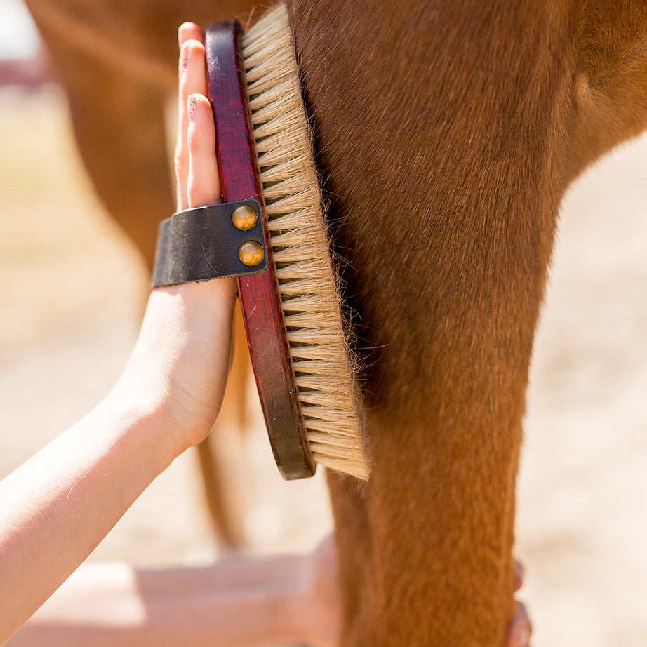 grooming a horse's leg with a natural horse brush