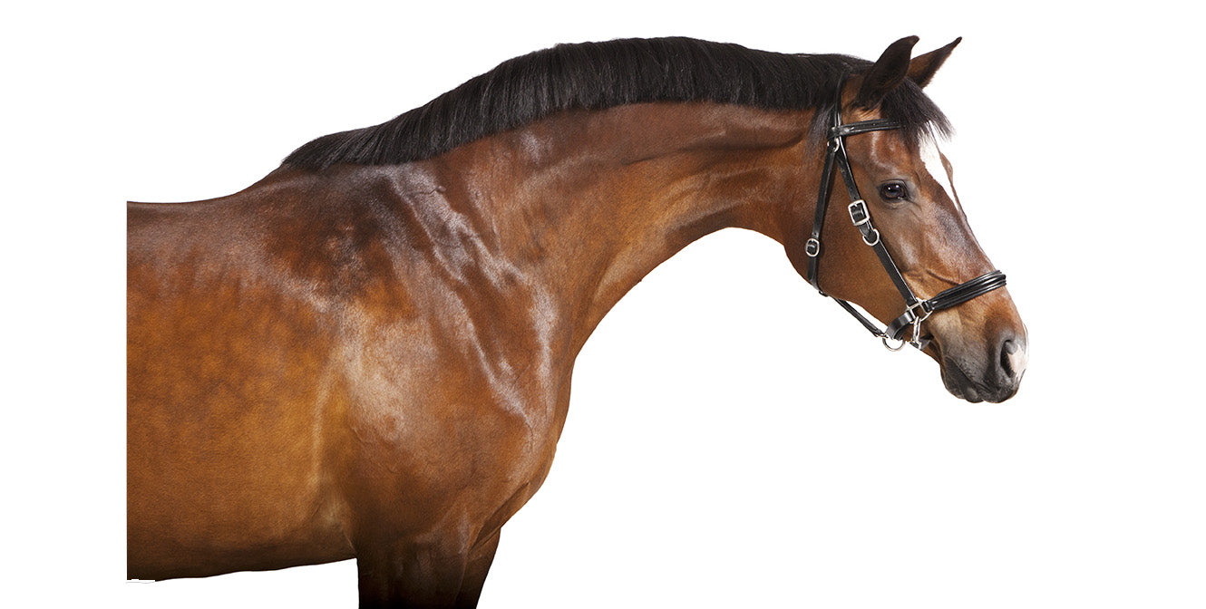 shiny warmblood horse with black halter