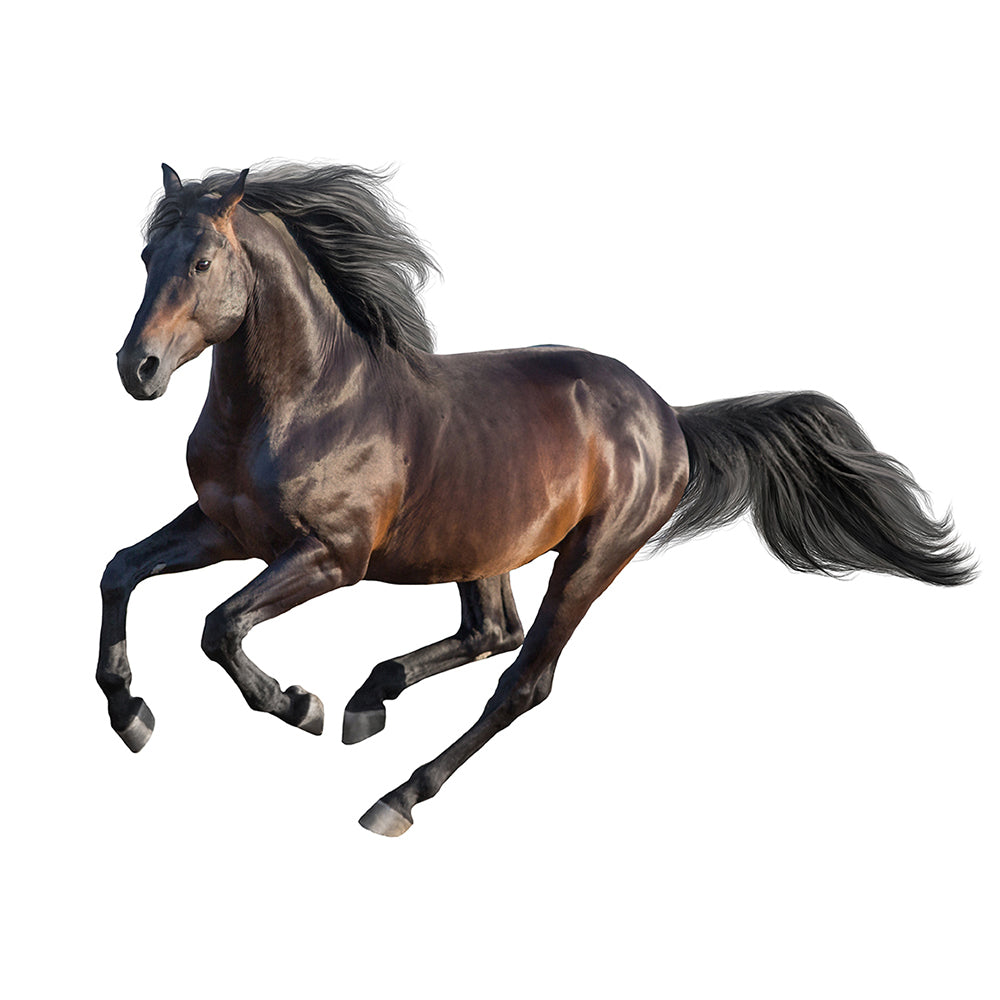 Mane & Tail