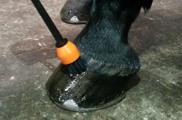 pedocan hoof oil applied to horse's hoof with a brush