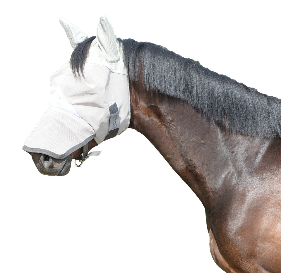 bay horse with gray horse fly mask