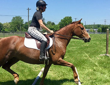 riding horse with meroth leather bit