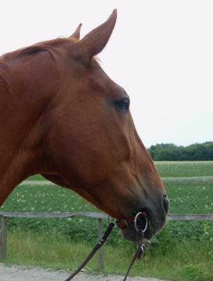 horse without bridle with meroth leather bit