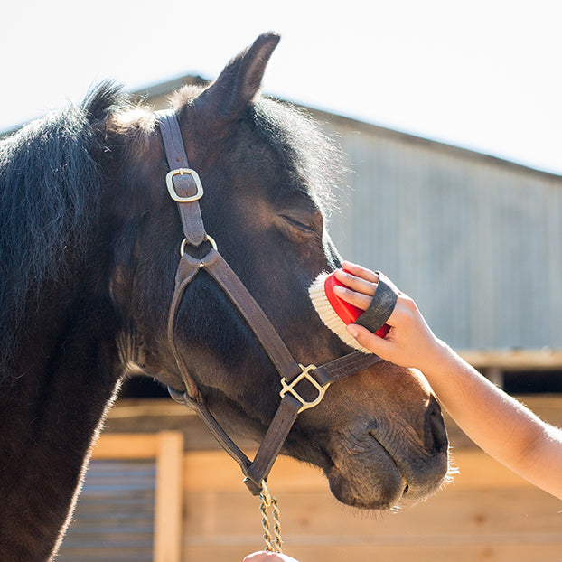 Horse Face Brush Extra Soft Goat Hair HorseHaus Fine Equestrian